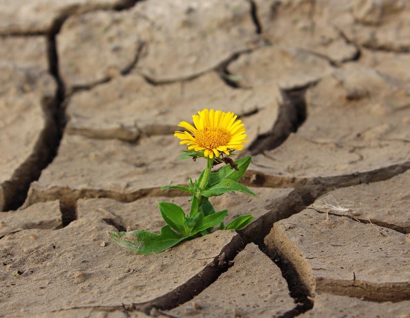 Emotional Resilience Building